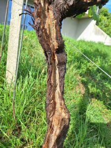 trichoderma-na-ociscenem-deblu Dendrokirurgija - Očiščena trta premazana z mešanico koristnih mikroorganizmov in Trichoderme (Euroactiv flow + Micotric L)