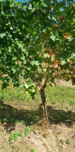 esca-dendrokirurgija_1